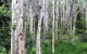 Quaking Aspens Arctic climate change